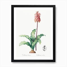 Veltheimia Capensis, Pierre Joseph Redoute Art Print