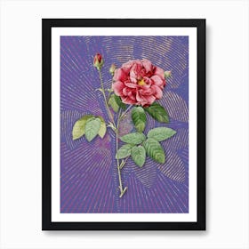 Vintage French Rose Botanical Illustration on Veri Peri n.0088 Art Print