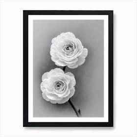Ranunculus B&W Pencil 1 Flower Art Print