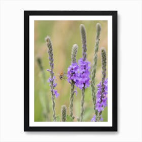 Bee Fly and Purple Wildflower Art Print