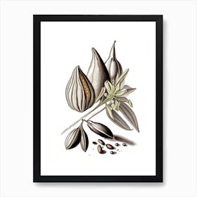 Black Cardamom Spices And Herbs Pencil Illustration 1 Art Print