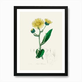 Vintage Botanical John Stephenson and James Morss Churchill Art Print_2731664 Art Print