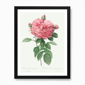 Giant French Rose Bloom, Pierre Joseph Redoute Art Print