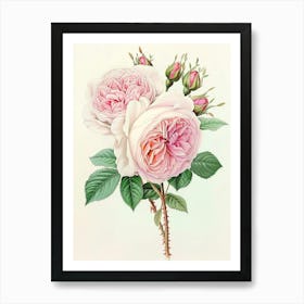 English Roses Painting Detailed Botanical 1 Art Print