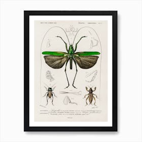 Grasshopper Of Six Points (Locusta Sexpunctata), Charles Dessalines D' Orbigny Art Print