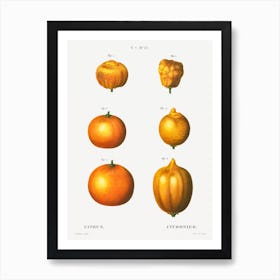 6 Types Of Oranges, Pierre Joseph Redoute Art Print