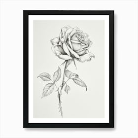 English Rose Black And White Line Drawing 40 Art Print