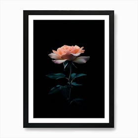 Rose On A Black Background 34 Art Print