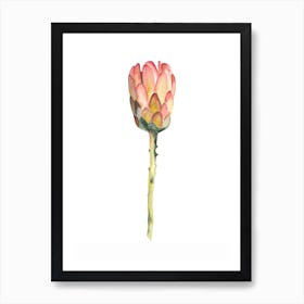 Botanical Illustration   King Protea Art Print