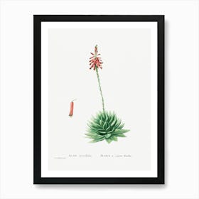 Aloe Brevifolia, Pierre Joseph Redoute Art Print