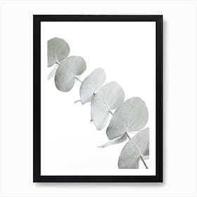 Eucalyptus White III in Art Print