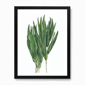 Fiber Optic Grass (Isolepis Cernua) Watercolor Art Print