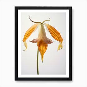 Pressed Wildflower Botanical Art Trout Lily Art Print