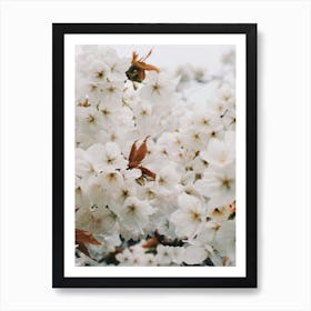 White Blossom Art Print