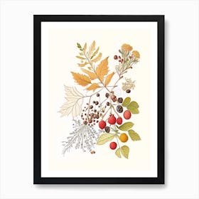 Hawthorn Spices And Herbs Pencil Illustration 2 Art Print