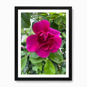 Img 4838 Rose Art Print