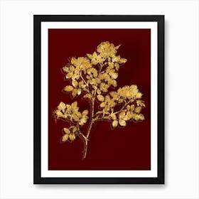 Aaami Vintage Rose Corymb Botanical In Gold On Red Art Print
