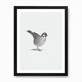 Partridge B&W Pencil Drawing 1 Bird Art Print