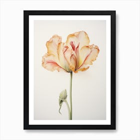 Pressed Flower Botanical Art Tulip 3 Art Print