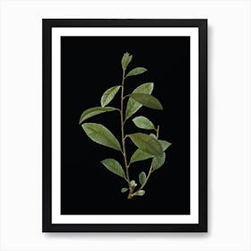Vintage Grey Willow Botanical Illustration on Solid Black n.0492 Art Print