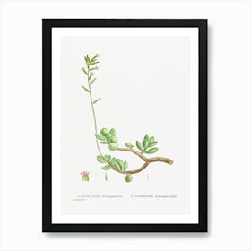 Cotyledon Hemisphaerica, Pierre Joseph Redoute Art Print