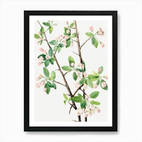 Vintage Botanical Mary Vaux Walcott _2732433 Art Print