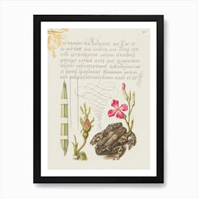 Reed Grass, French Rose, Toad, And Gilly Flower From Mira Calligraphiae Monumenta, Joris Hoefnagel Art Print