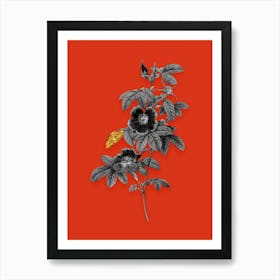 Vintage Single May Rose Black and White Gold Leaf Floral Art on Tomato Red n.0796 Art Print