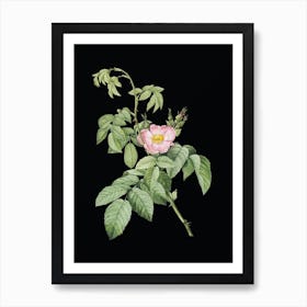 Vintage Apple Rose Botanical Illustration on Solid Black n.0896 Art Print
