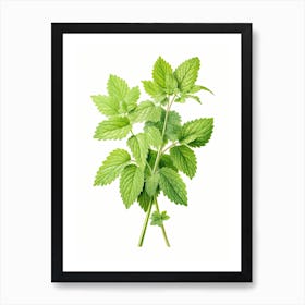 Lemon Balm Vintage Botanical Herbs 3 Art Print