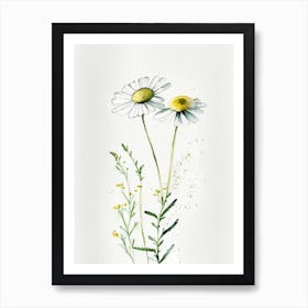 Chamomile Herb Minimalist Watercolour 3 Poster