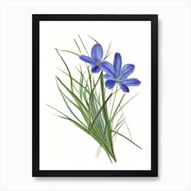 Blue Eyed Grass Wildflower Watercolour 1 Art Print