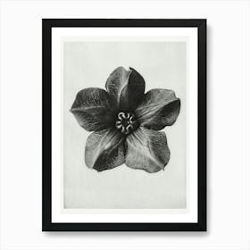 Mexican Ivy, Karl Blossfeldt Art Print