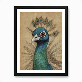 Peacock 19 Art Print