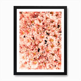 Pink Daisy Flowers Art Print