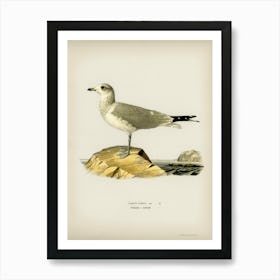 Common Gull, The Von Wright Brothers 1 Art Print