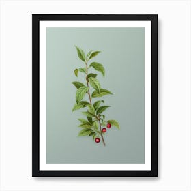 Vintage Cherry Botanical Art on Mint Green n.0850 Art Print