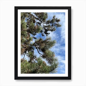 Pine Tree With Blue Sky Art Print