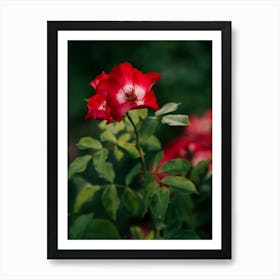 Alpine Rose Art Print