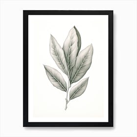 Bay Leaves Vintage Botanical Herbs 0 Art Print