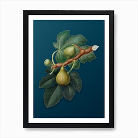 Vintage Fig Botanical Art on Teal Blue n.0700 Art Print