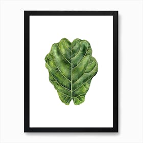 Fiddle Leaf Fig Art Print