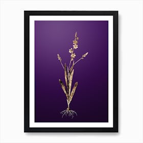 Gold Botanical Ixia Scillaris on Royal Purple n.0781 Art Print