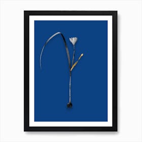 Vintage Cape Tulip Black and White Gold Leaf Floral Art on Midnight Blue n.0663 Art Print
