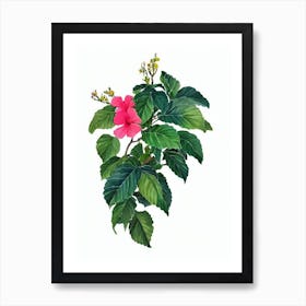 Hibiscus (Hibiscus Rosa Sinensis) Watercolor Art Print