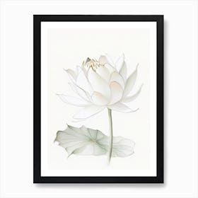 White Lotus Pencil Illustration 2 Art Print