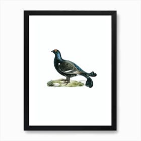 Vintage Black Grouse Bird Illustration on Pure White 2 Art Print