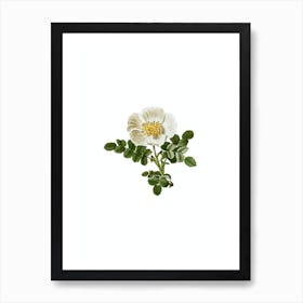 Vintage White Burnet Rose Botanical Illustration on Pure White n.0683 Art Print