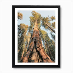 Giant Redwood Tree Art Print