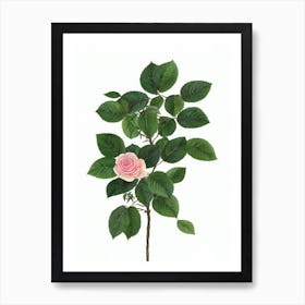 Miniature Roses (Rosa Chinensis Hybrids) Watercolor Art Print